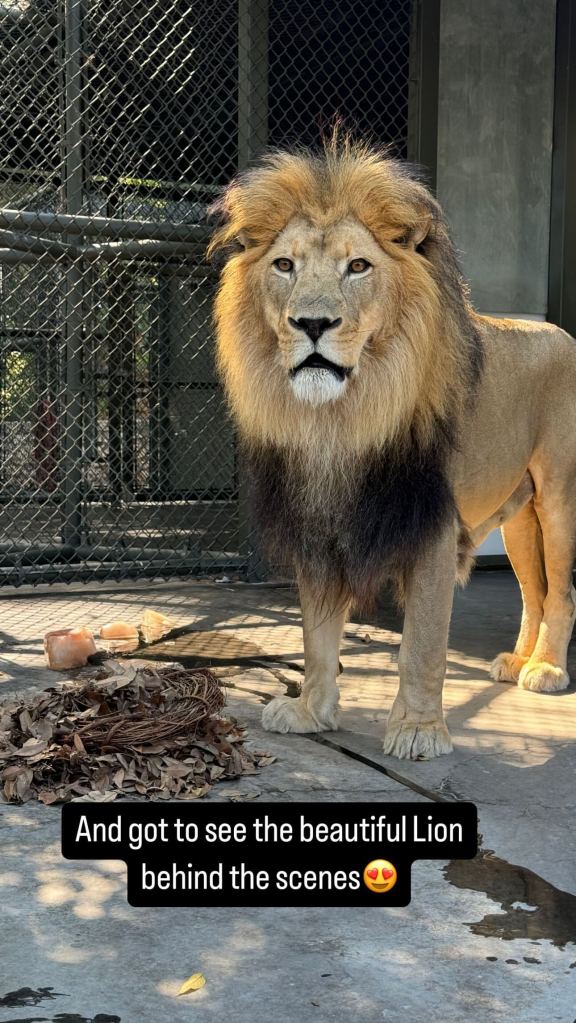 A lion in a photo taken by Brittany Mahomes Oct. 10.