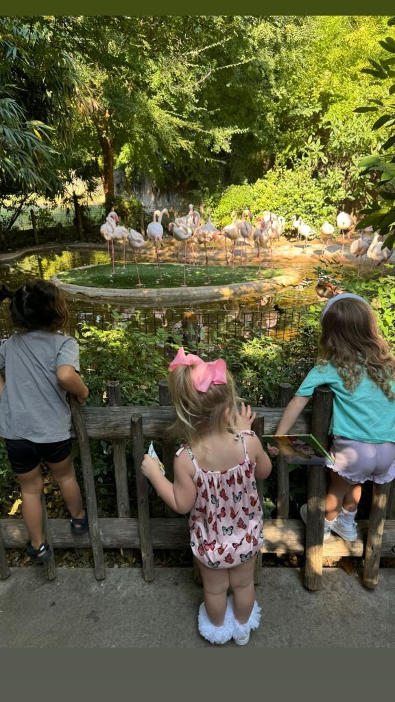 Sterling Mahomes looking at flamingos in a photo shared to Instagram by Brittany Mahomes on Oct. 10.